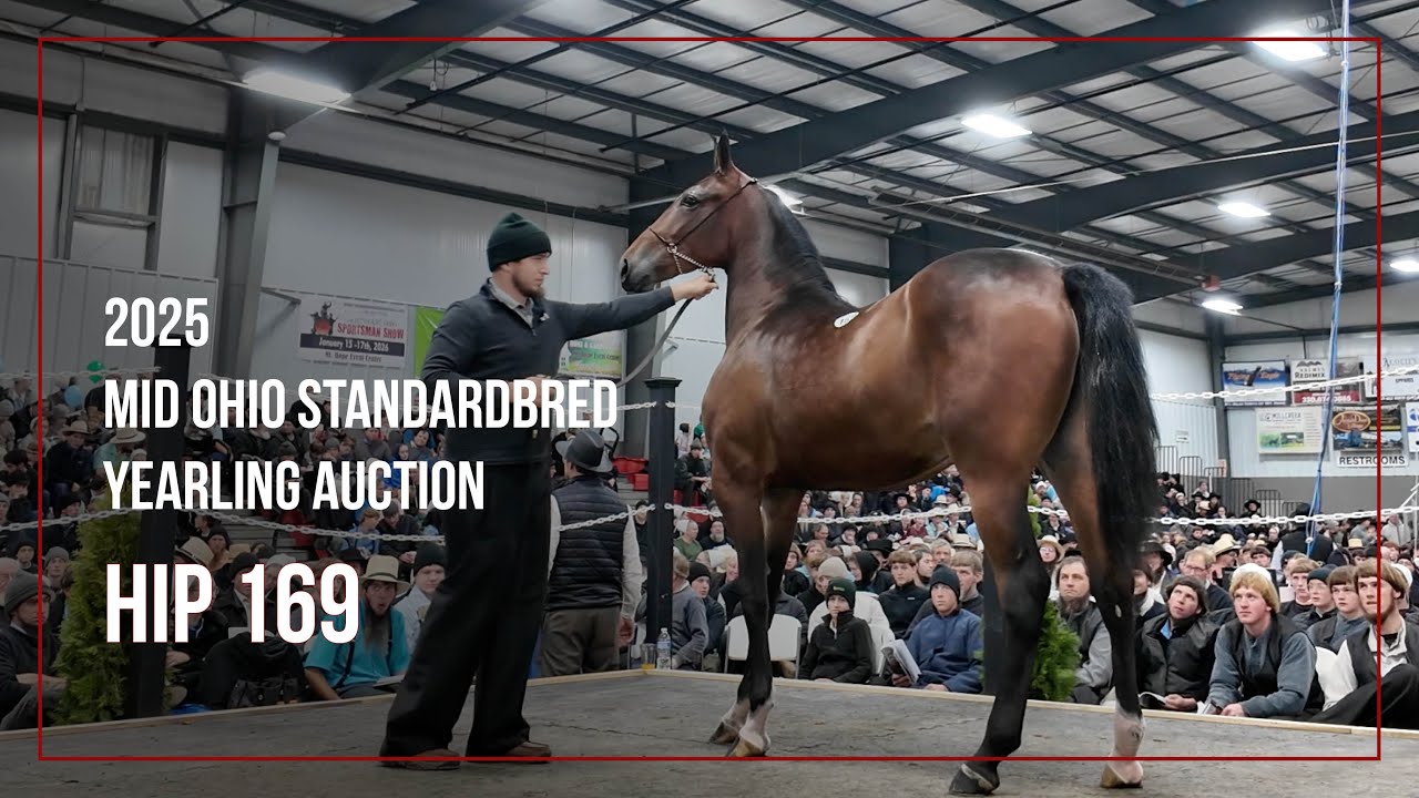 Hip 169 Rockin Karma от SD Rocketeer | Распродажа годовиков породы Mid Ohio Standardbred 2025