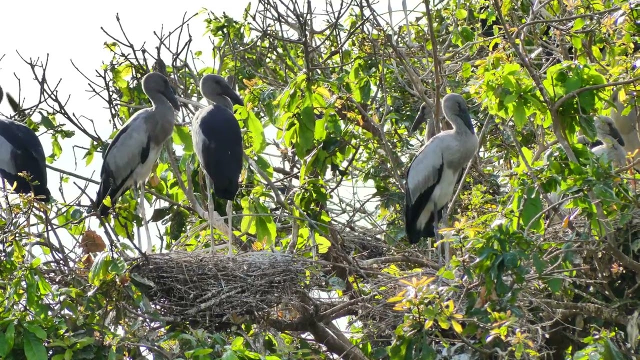 Flight Above Earth The Hidden World of Birds Revealed EP84