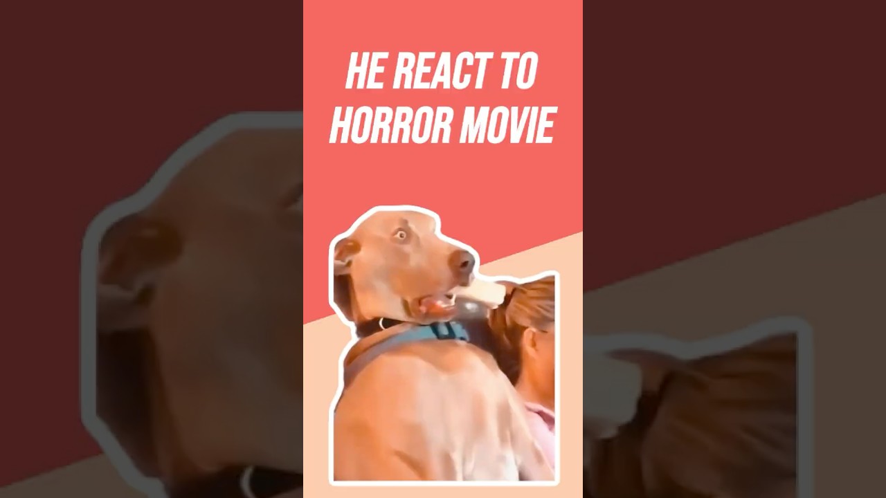 Best Dogs Watching TV Compilation