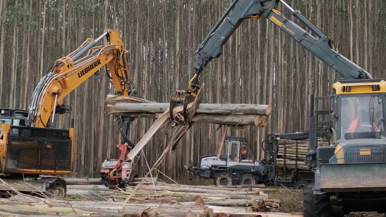 Forestal R&iacute;a de Abres (Ponsse, Logset, /Taladora Timber pro, / Liebherr, Procesador Guerra)