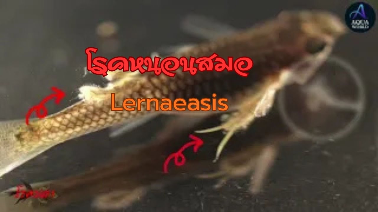 โรคติดเชื้อหนอนสมอ (Anchor Worm) | S_8: FD_Ep2 โรคติดเชื้อปรสิตในปลา #Lernaeasis #Parasites #โรคปลา