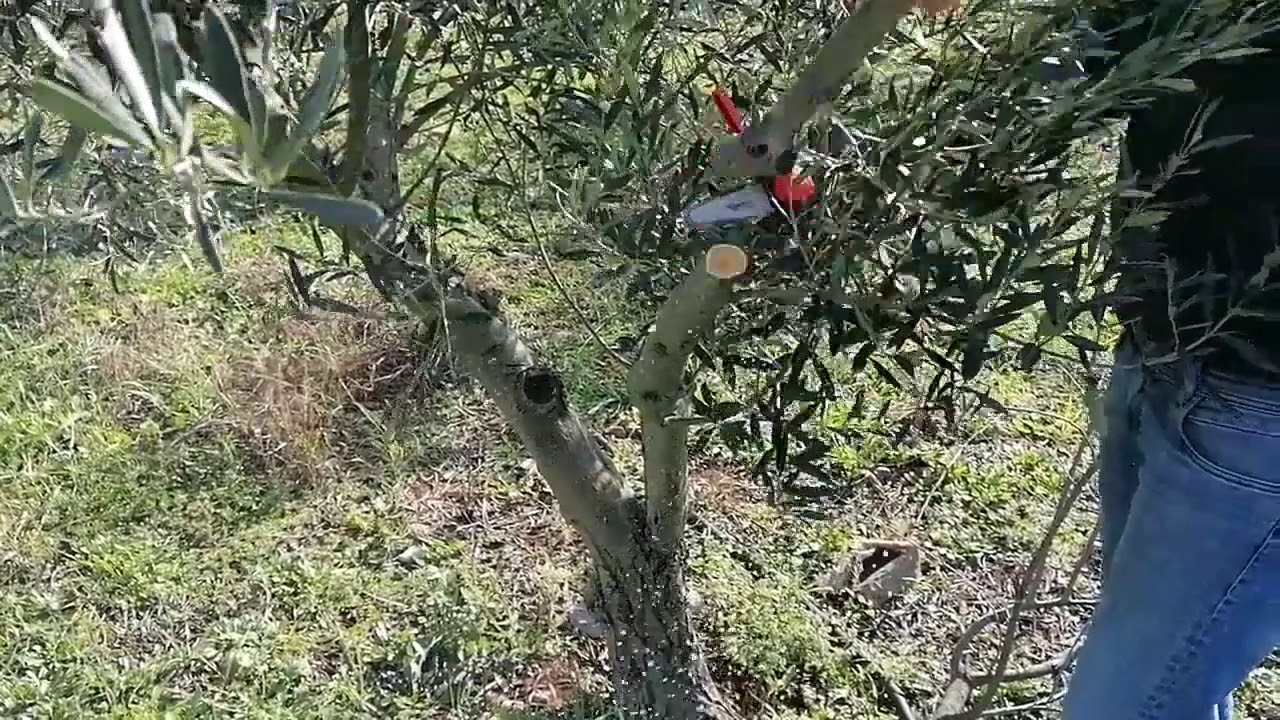 &Alpha;&lambda;&upsilon;&sigma;&omicron;&pi;&rho;ί&omicron;&nu;&omicron; &xi;&upsilon;&lambda;&omicron;&kappa;&omicron;&pi;&tau;&iota;&kappa;ό &mu;&epsilon; 2 &mu;&pi;&alpha;&tau;&alpha;&rho;ί&epsilon;&sigmaf; &kappa;&lambda;&alpha;&delta;&epsilon;&upsilon;&tau;&iota;&kappa;ό &Beta;lue &Beta;ird CS 22-04 4&rsquo;&rsquo;-Newtools.gr