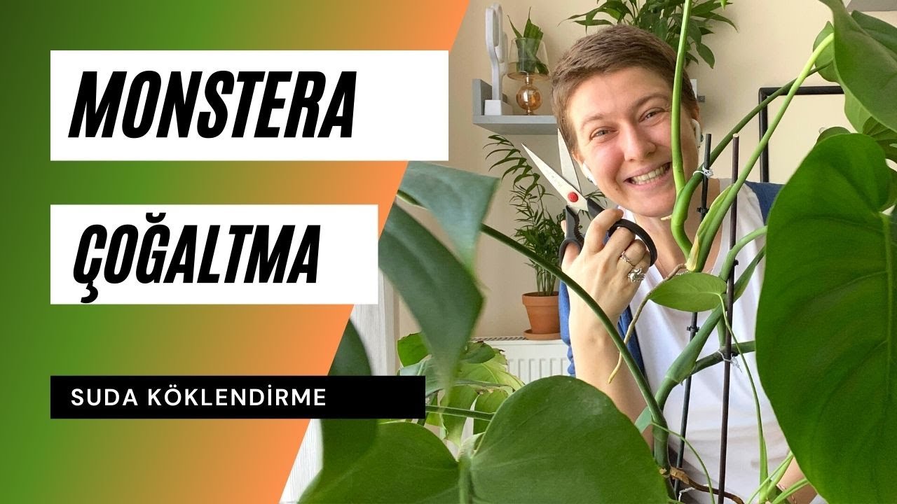 Monstera deliciosa / Deve tabanı çoğaltma | Ev Yeşili👩‍🌾
