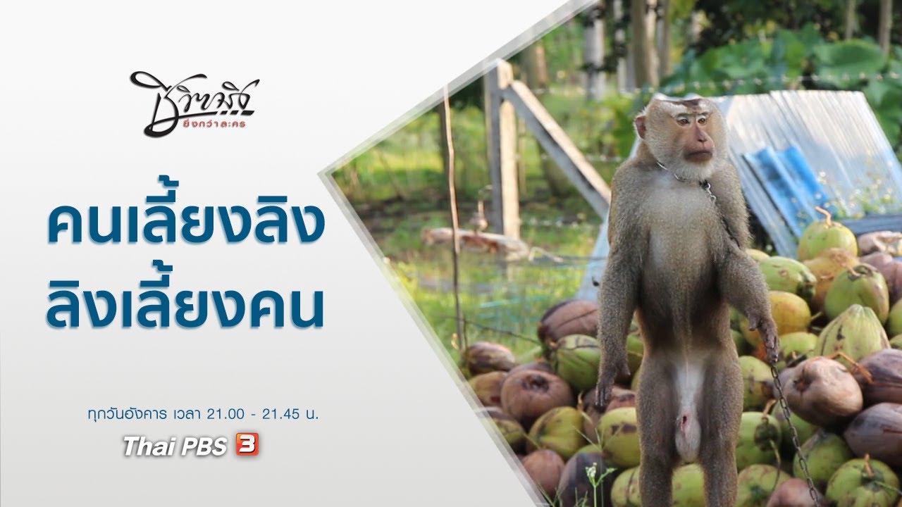 คนเลี้ยงลิง ลิงเลี้ยงคน : ชีวิตจริงยิ่งกว่าละคร (12 ม.ค. 64)