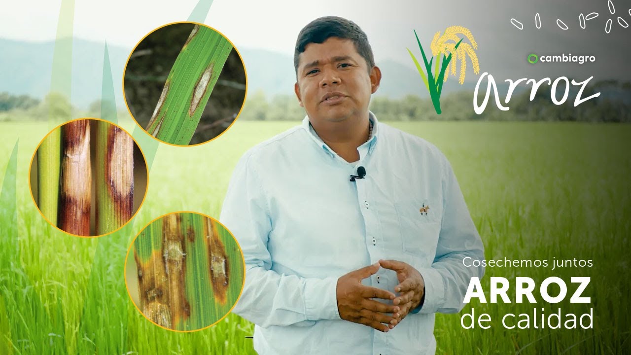 #PYRICULARIA en arroz