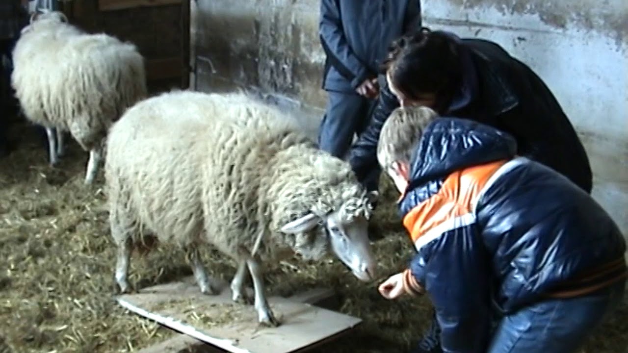 Tiergestützte Intervention mit Schafen