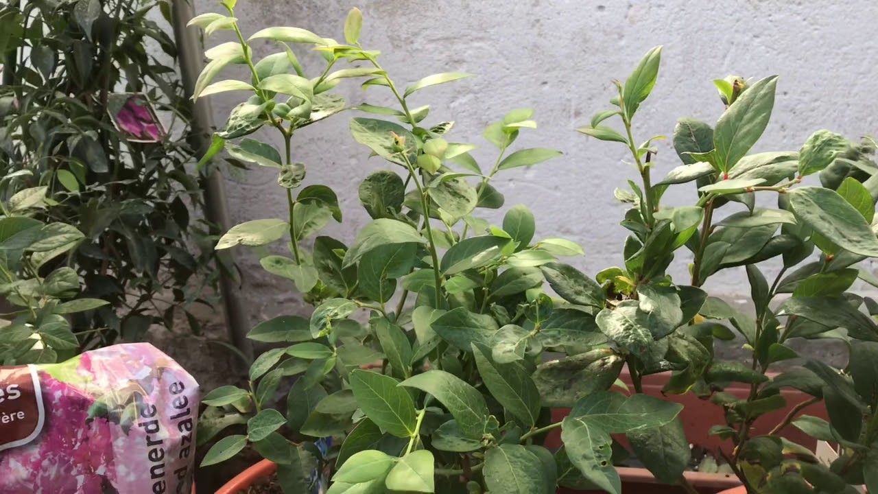 Welches Substrat und welchen Dünger für Heidelbeeren im Garten und Topf - Heidelbeeren #3
