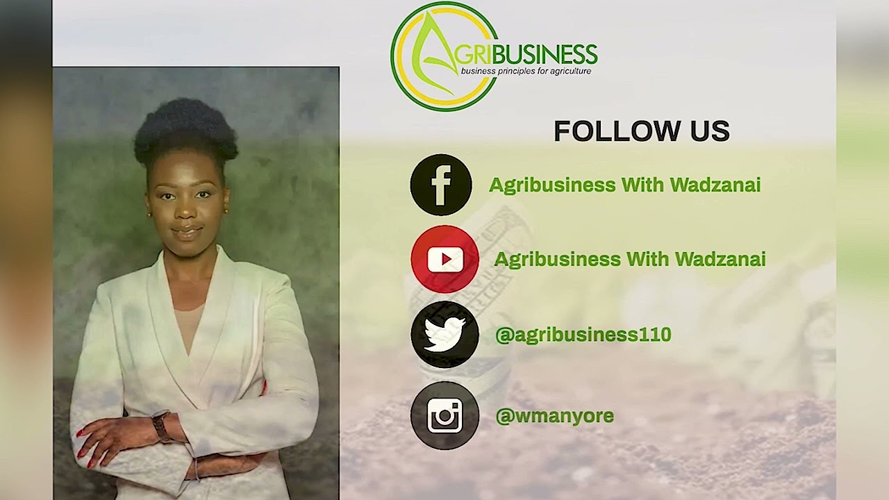 INDUSTRIAL  HEMP PRODUCTION IN  ZIMBABWE
