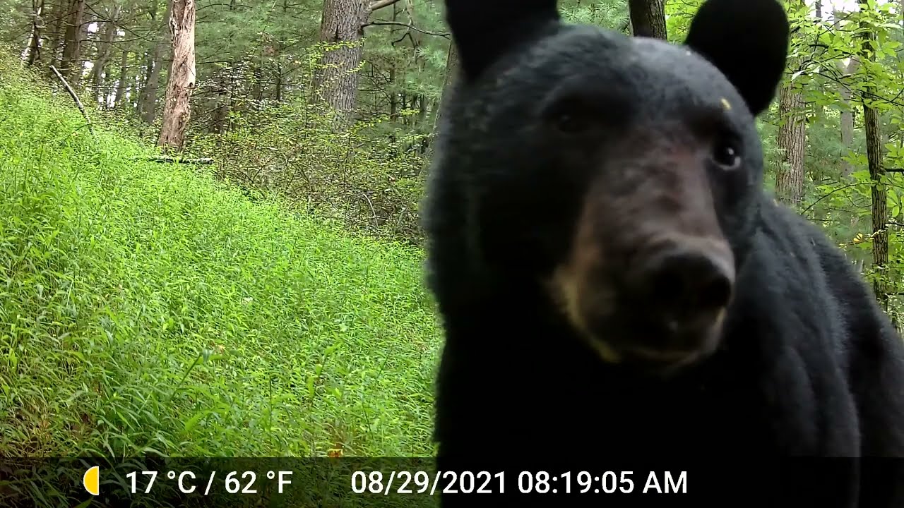 3 hours of trail cam videos for your pets (or you, if you have 3 hours to burn) (2021-2022)