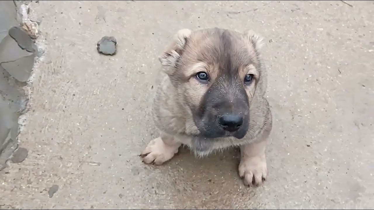 ОБЗОР ОДНОЙ СТОРОНЫ ПИТОМНИКА.ЧТО СДЕЛАНО ЗА СЕЗОН#гампр#собака#dog#like#волкодав#щенок#топ#титаны#