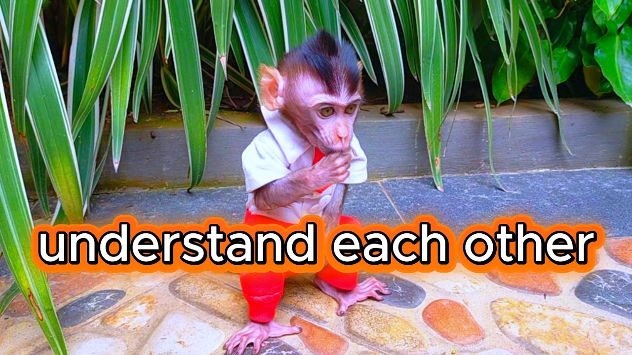 understand each other .#viral #trending #viralvideo #trendingvideo