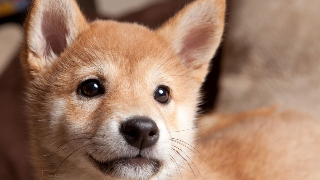 How to Groom a Shiba Inu - A Complete Guide to Their Grooming Routine