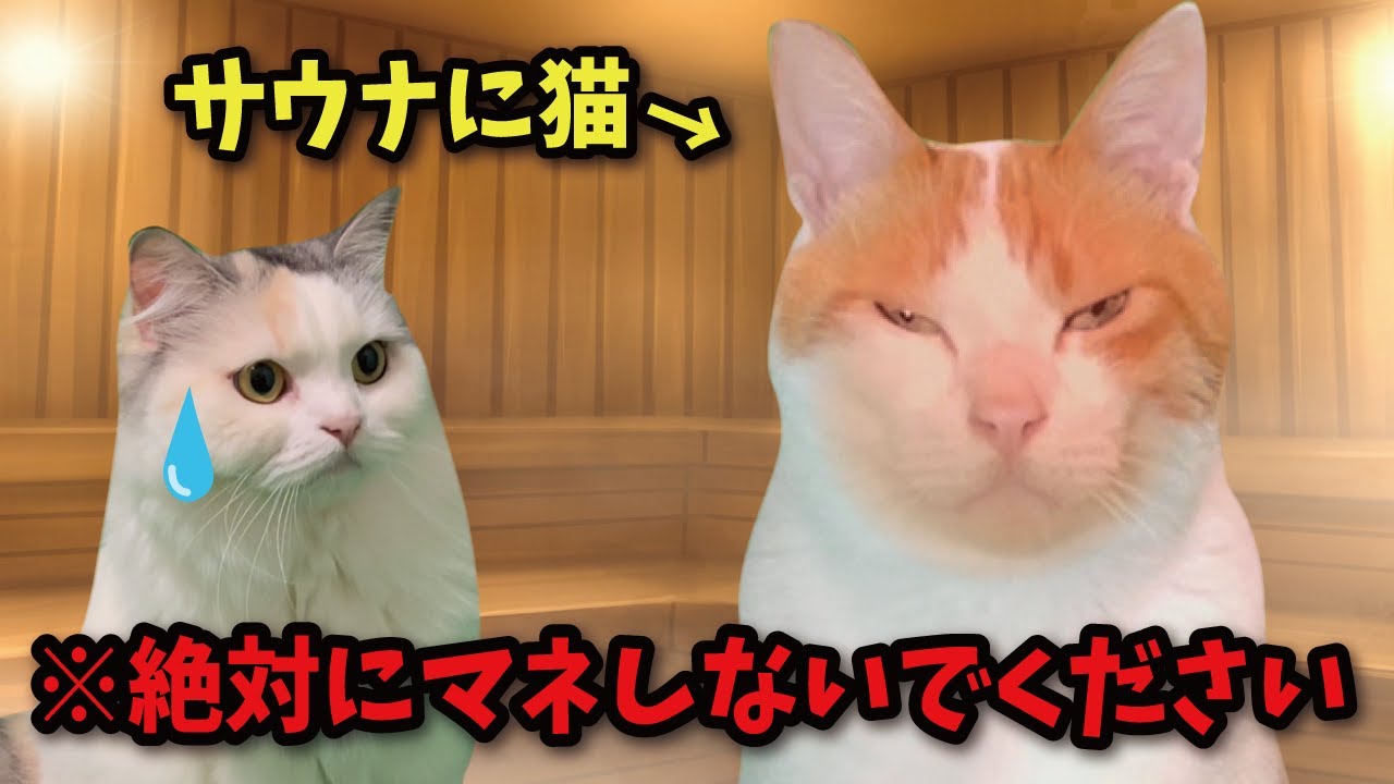 【サウナ】※良い子は絶対にマネしないでください！【コント】 【猫アニメ】