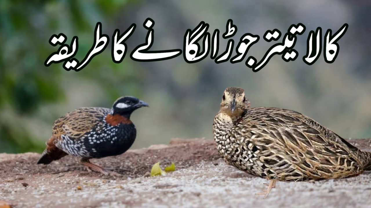 Kala Teetar Jora Lagane Ka Tariqa | Breeding SE Pehle Breeder Pair Ko Kis Trah Set Kia Jye |