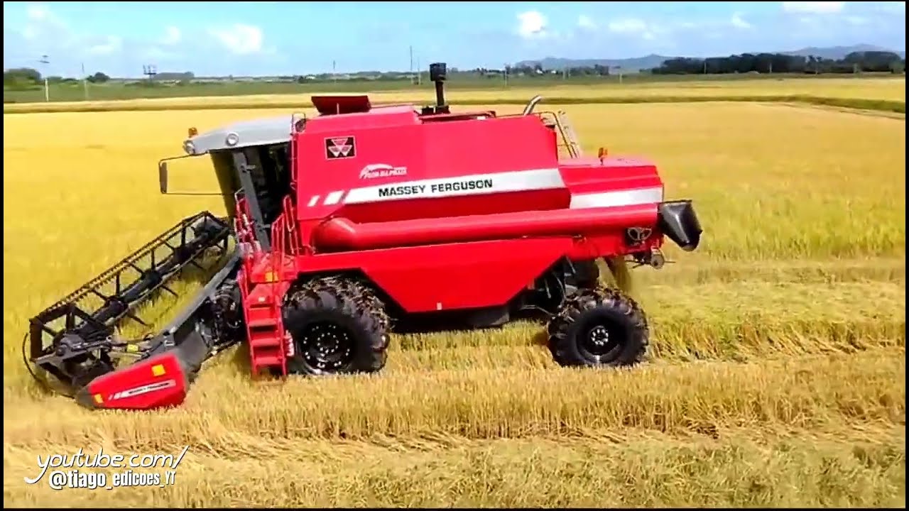 Colheita Do Arroz 2024 #04