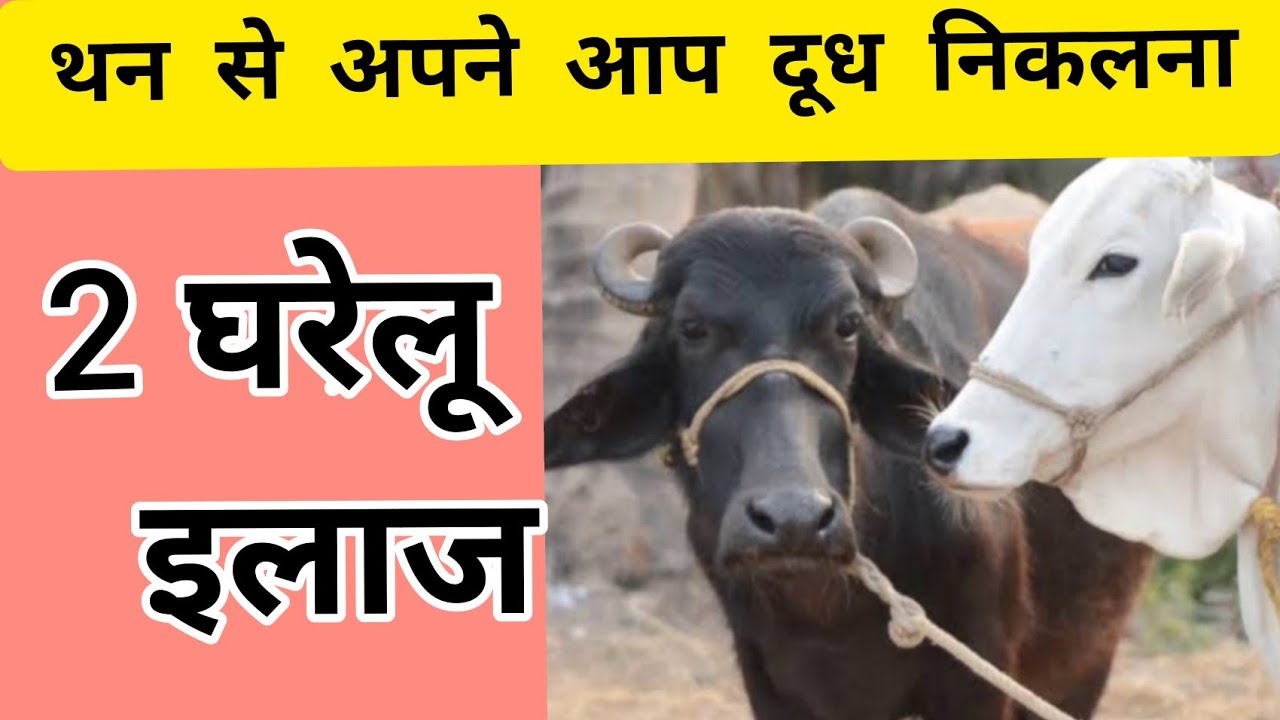 गाय भैंस के थन से अपने आप निकलता दूध | Milk released from cow buffalo Udder Automatically|Dairy farm
