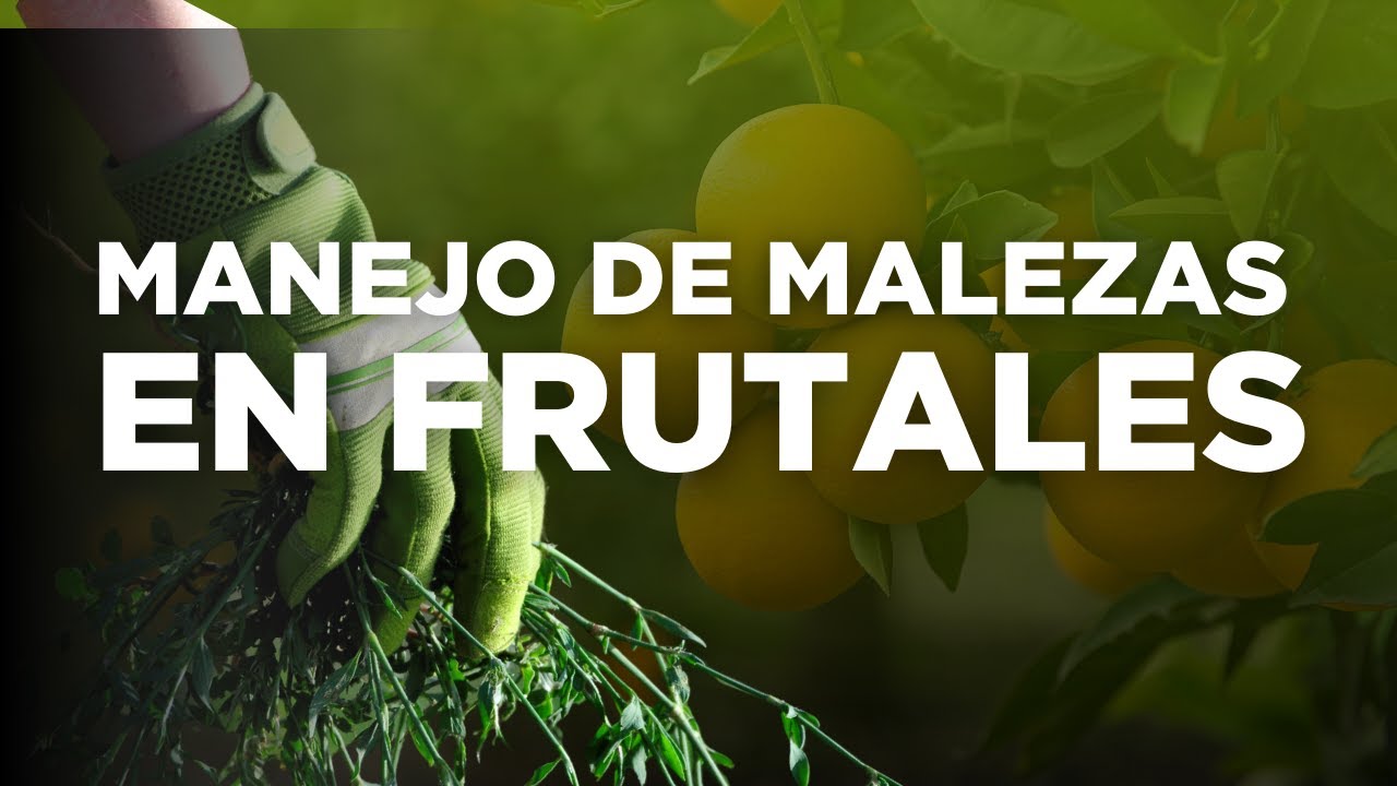 Manejo de maleza en frutales