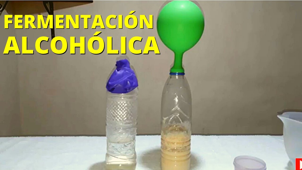 Experimento sobre la fermentación alcohólica: procedimiento y materiales