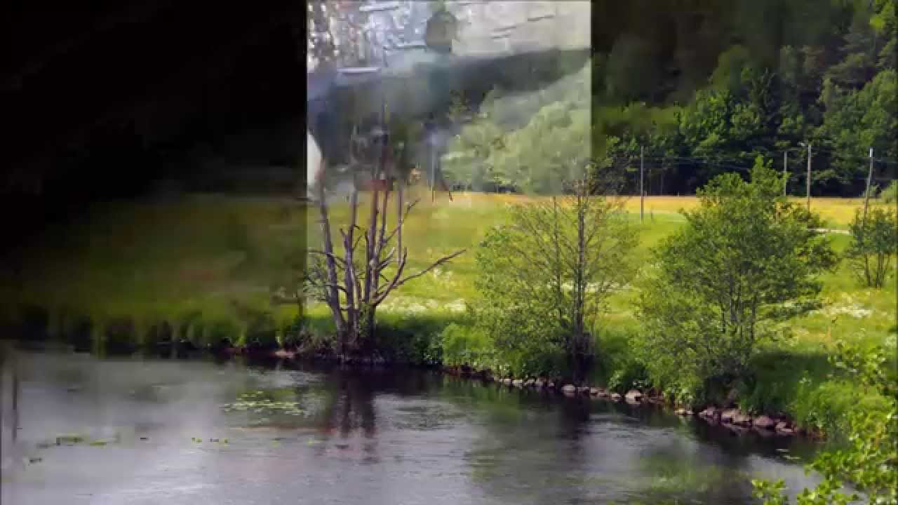 Phytophthora alni - an invasive species that attacks alders