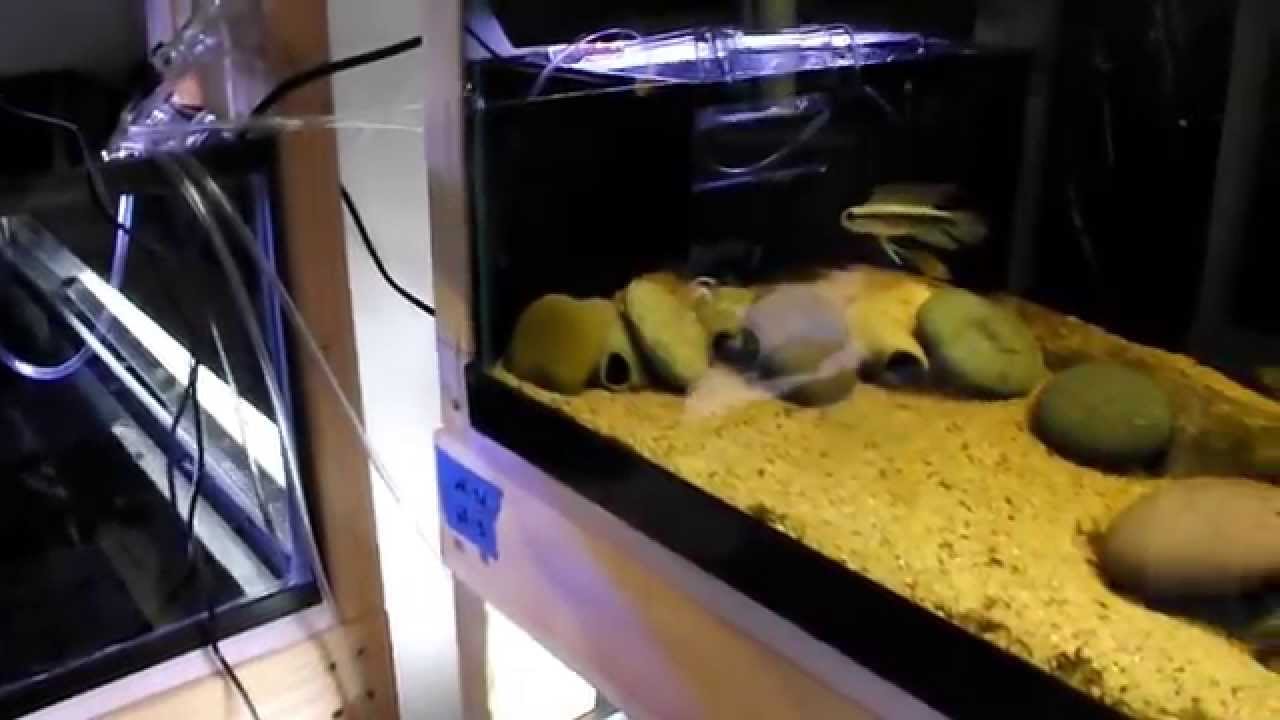 Apistogramma Tanks - Winter Hibernation