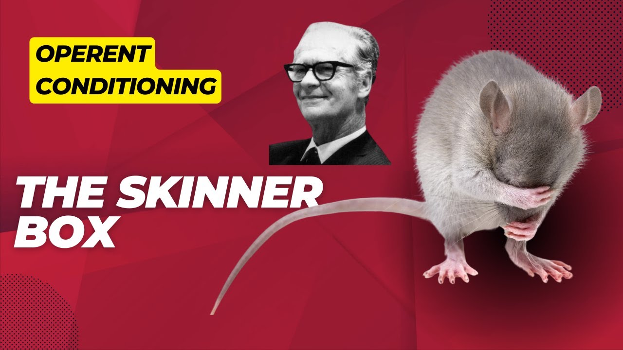 2- Operant Conditioning: The Skinner Box Unveiled - psychological Experiments