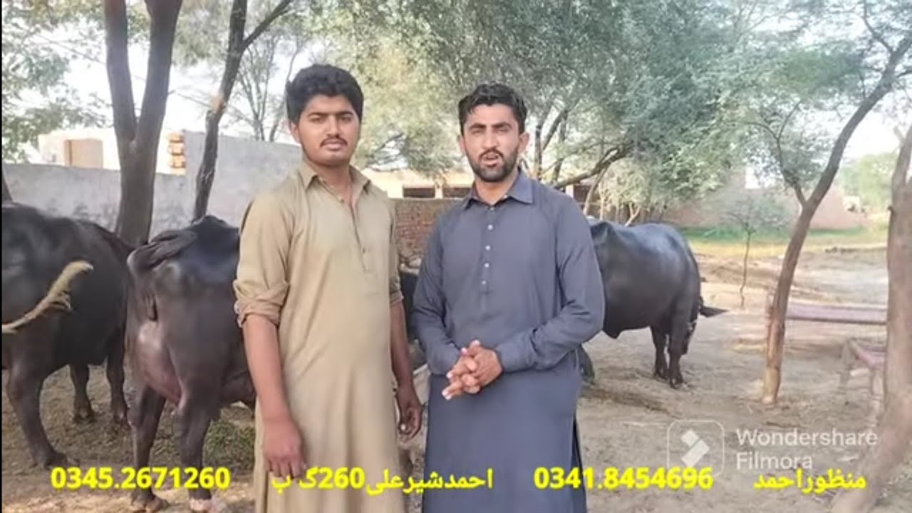 Ahmad sher Ali 260 GB Top Class Animals beautiful Buffaloes For Sale on Eitfaaq Tv in Punjab