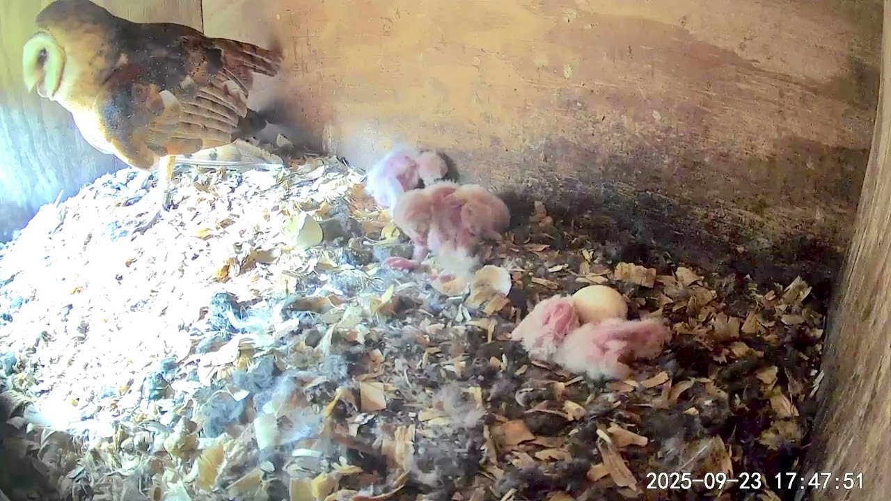 Barn Owl  view of the box 