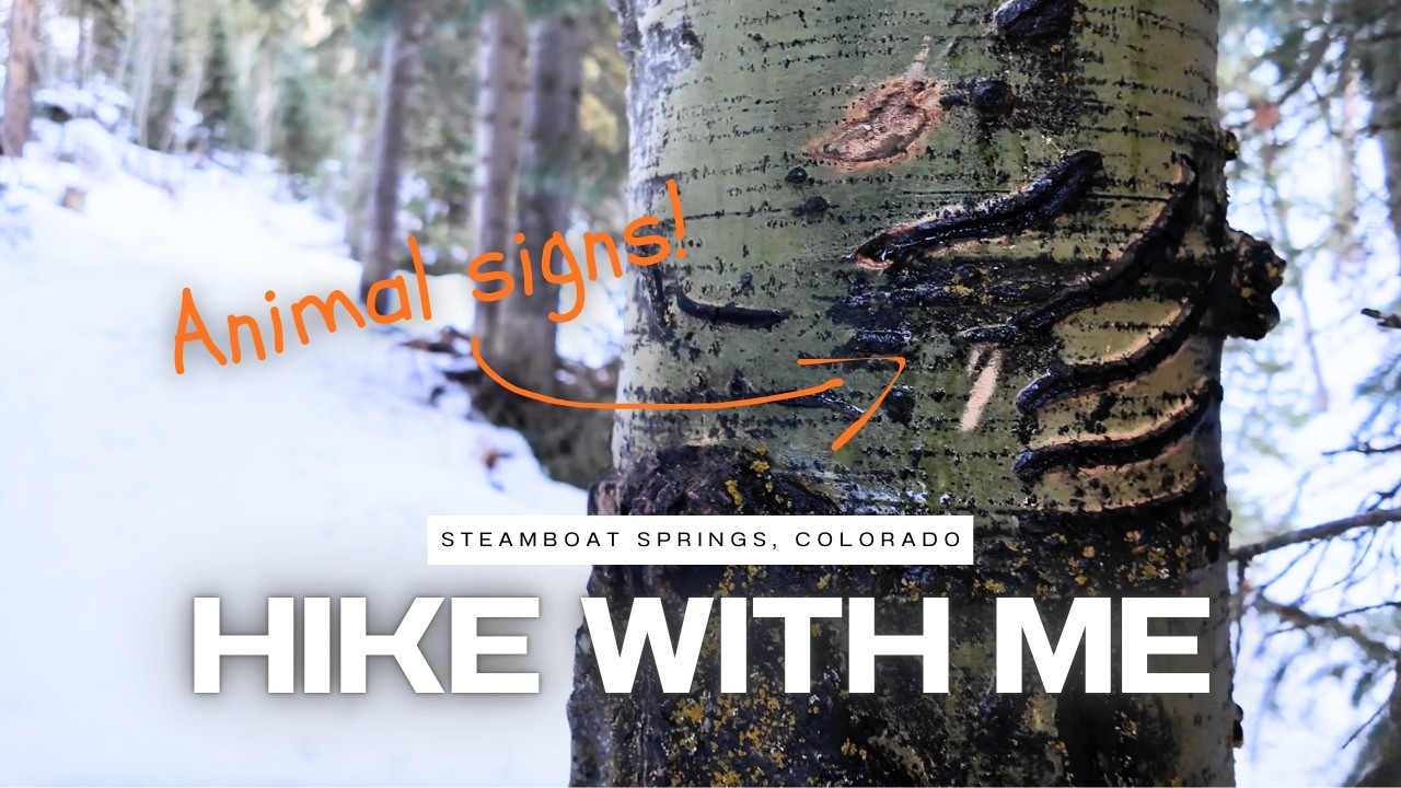 Colorado Hike Along! Relaxing Winter Trails with Wildlife Signs in Steamboat Springs, Colorado