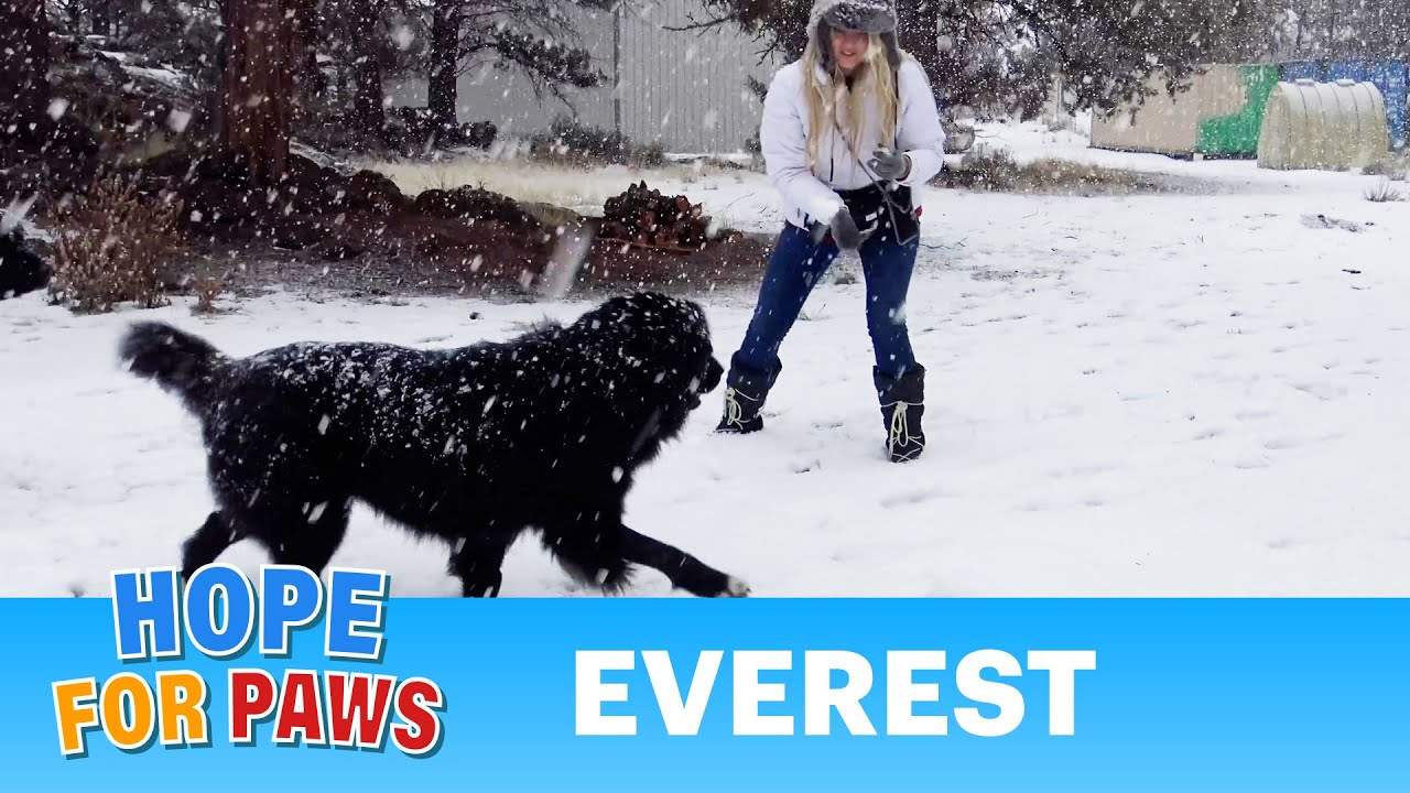 We traveled far to make this homeless Newfoundland happy. He is about to pay it forward. #rescue