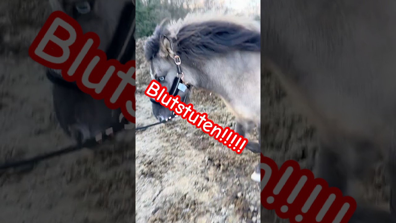 Blutstuten #explore #equestrianjourney #horse #viral #equestrian #fyp #influencer #reels #shorts