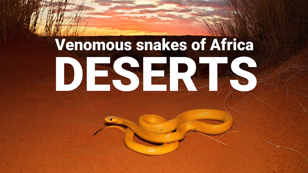 The venomous snakes of Africa - DESERTS, Cape cobra, Red spitting cobra, Puff adder, Carpet viper