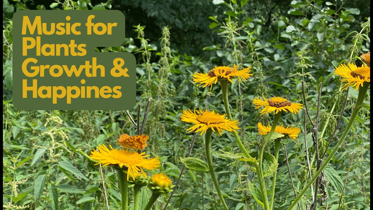 Relaxing Music for Plants Growth and Happiness