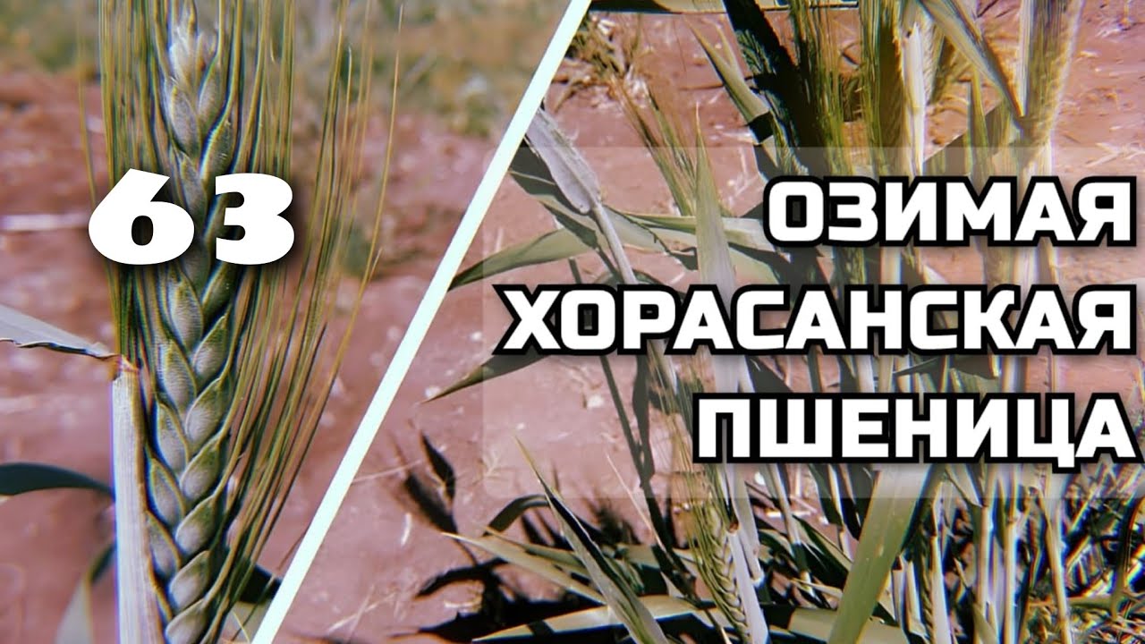 Пшеница будущего (часть 1)