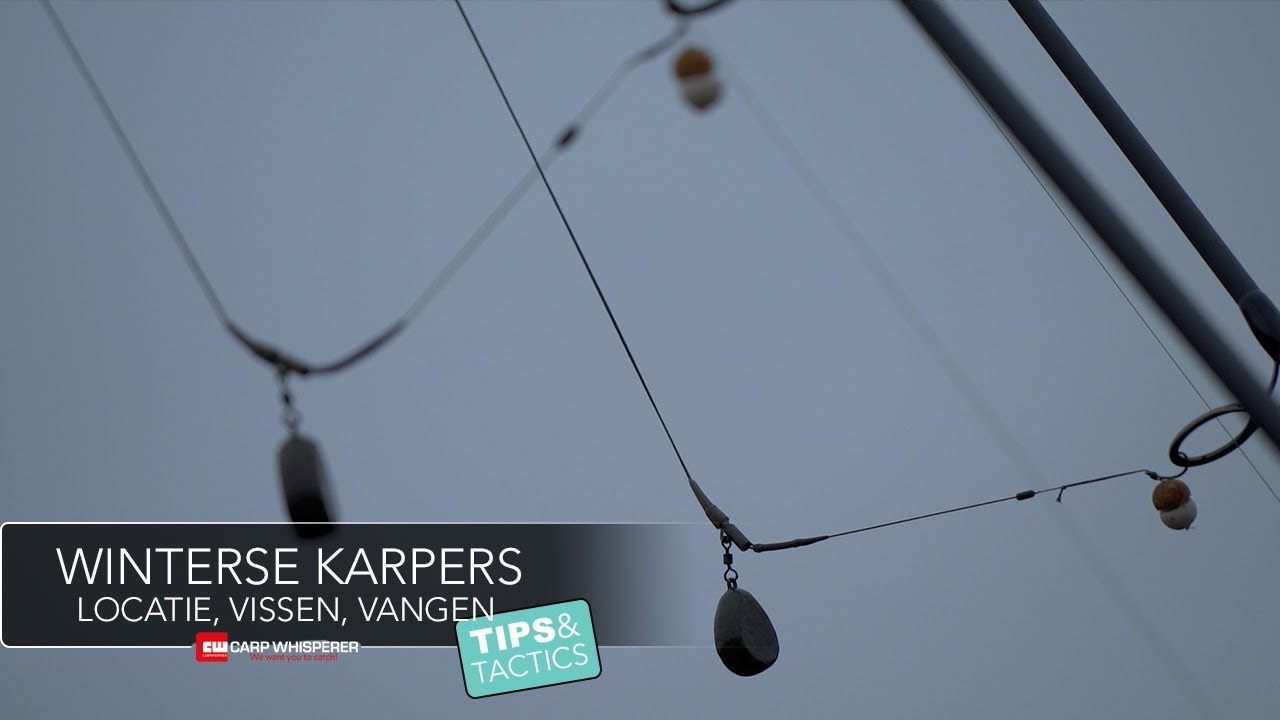 Winterse karpers! Een dagje wintervissen, tips en tricks!