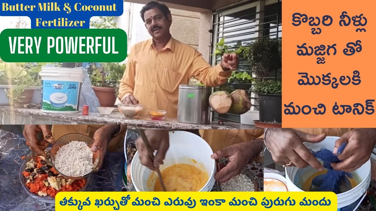 Best Fertilizer using Butter Milk and Coconut Water  కొబ్బరి నీళ్లు మజ్జిగ తో మంచి ఎరువు