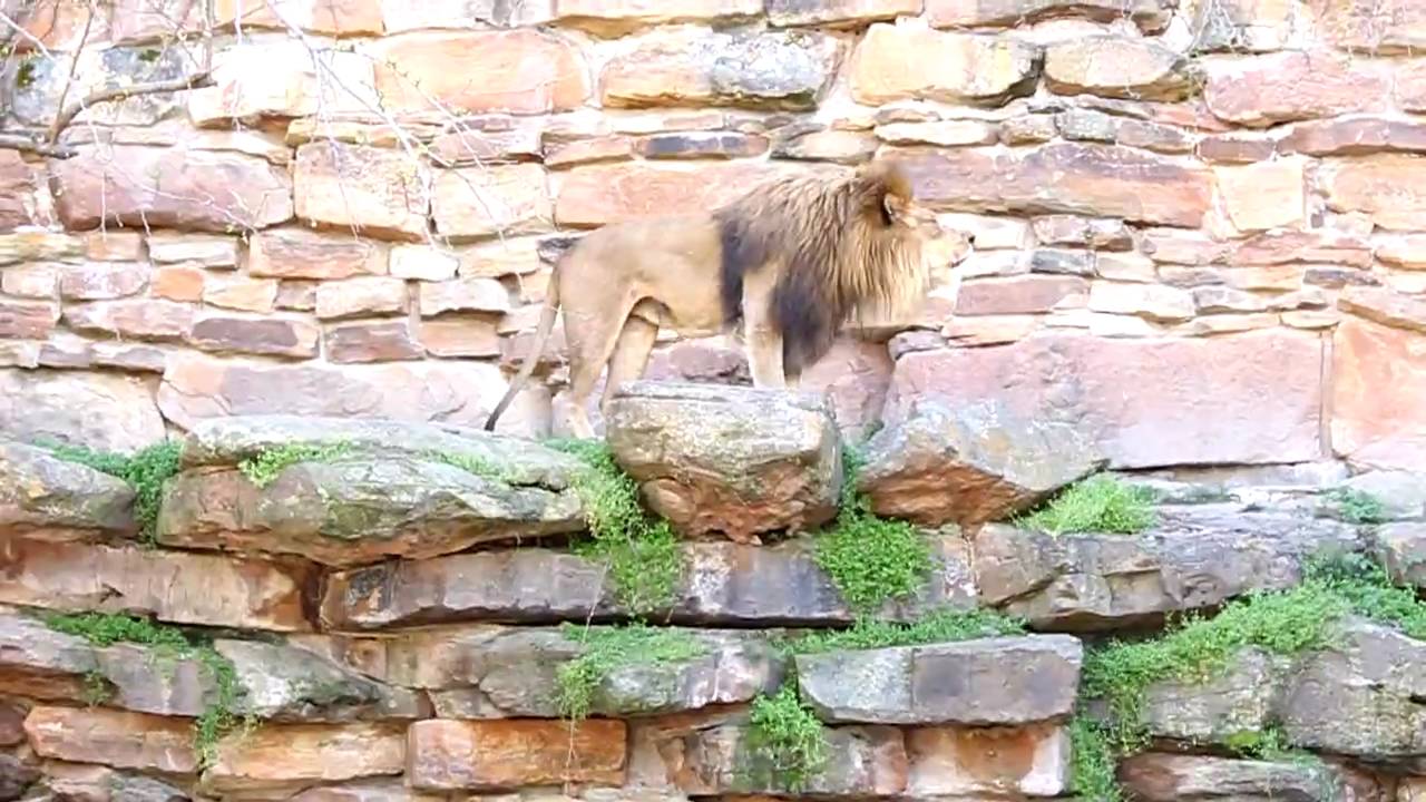 zoo 348.MOV