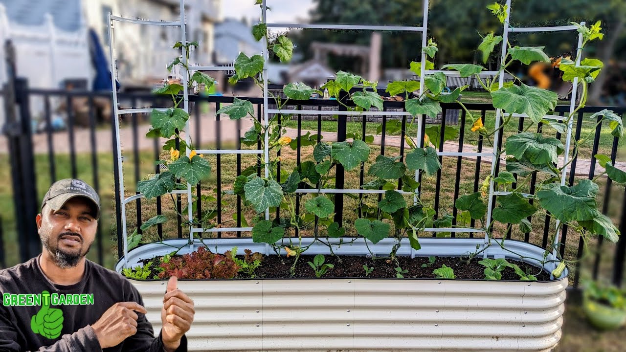 Vegega Raised Bed with Trellis | One Month After ! Updated |#gardening #raisedbed #raisedgardenbeds