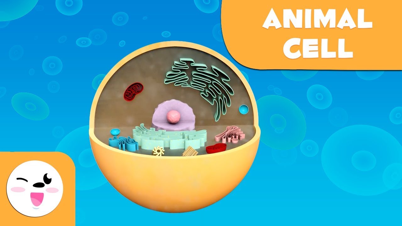 Animal cell and animal cell parts - Natural Science- Educational video for kids