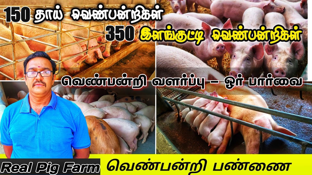 Real Pig Farms |வெற்றிகரமான வெண்பன்றி வளர்ப்பு | 13 வருட அனுபவத்தில் 3 பண்ணைகள் | White Piggery Farm