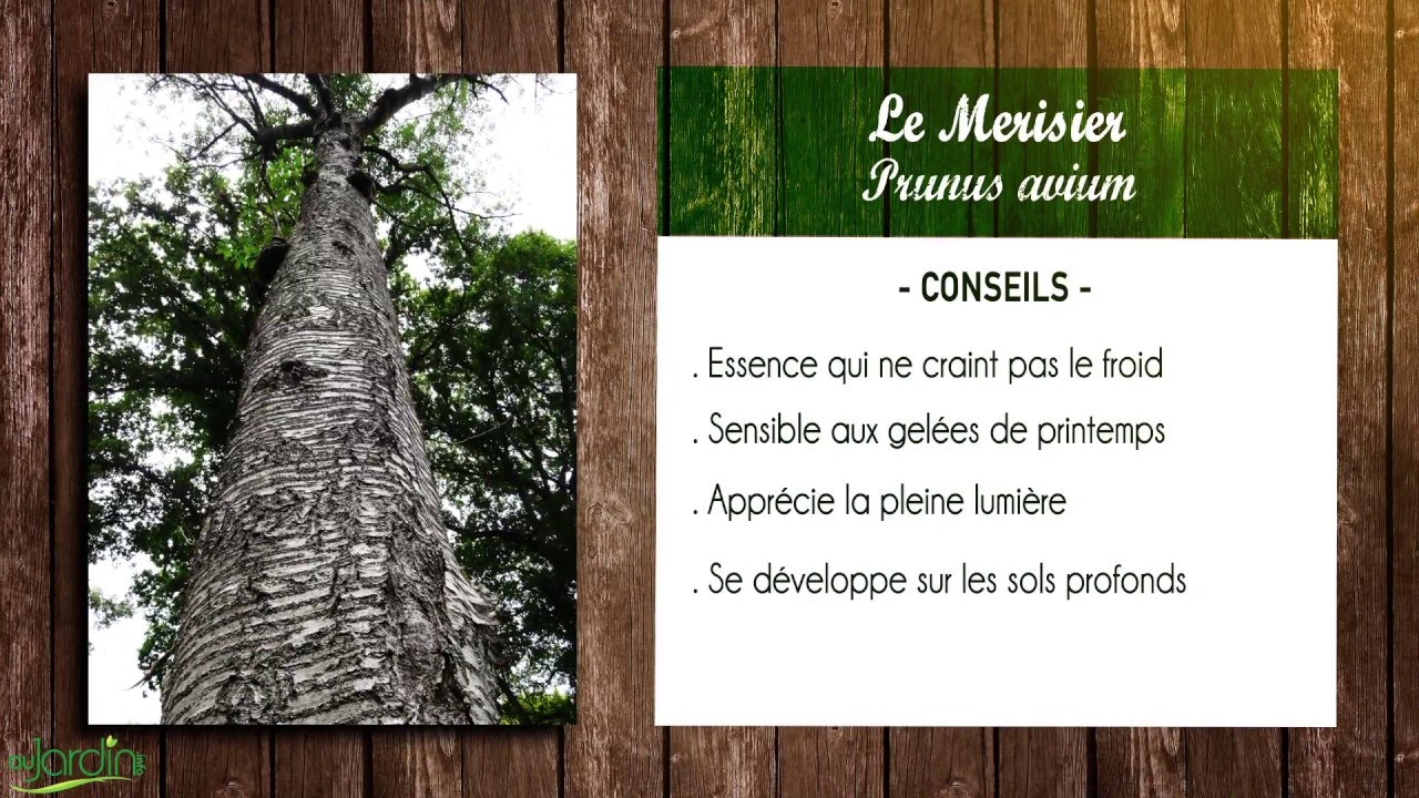 MERISIER, Prunus avium, sa FICHE BOTANIQUE