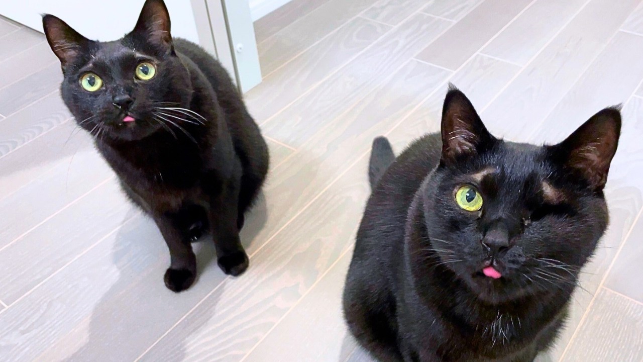 【双子の黒猫】仲良しすぎて四六時中いっしょの猫がこちらです