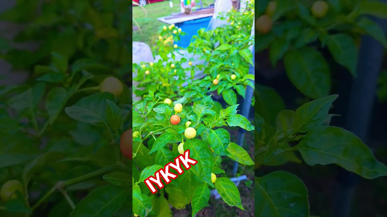 Trini Treats🤭 🇹🇹 