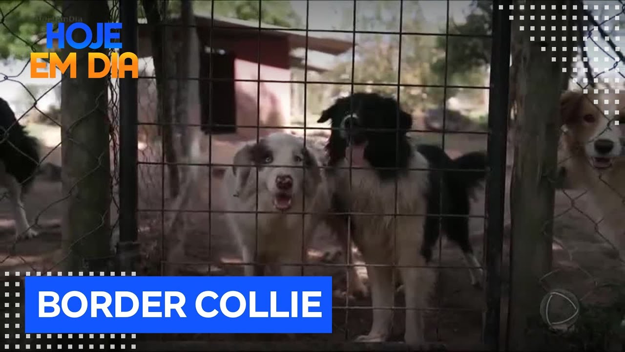 Julinho Casares visita canil dedicado à criação de cães da raça Border Collie