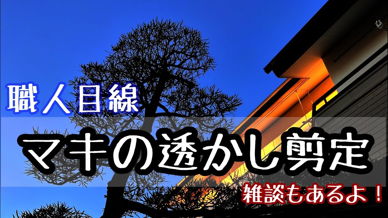 【職人目線でマキの透かし剪定】pruning of plants 本格的なマキの透かした切り方の解説と最後に少し雑談があります