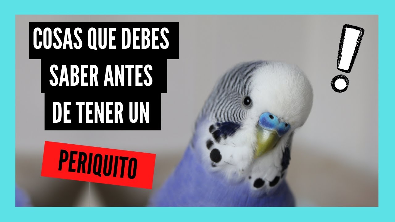 COSAS que DEBES SABER antes de tener un PERIQUITO