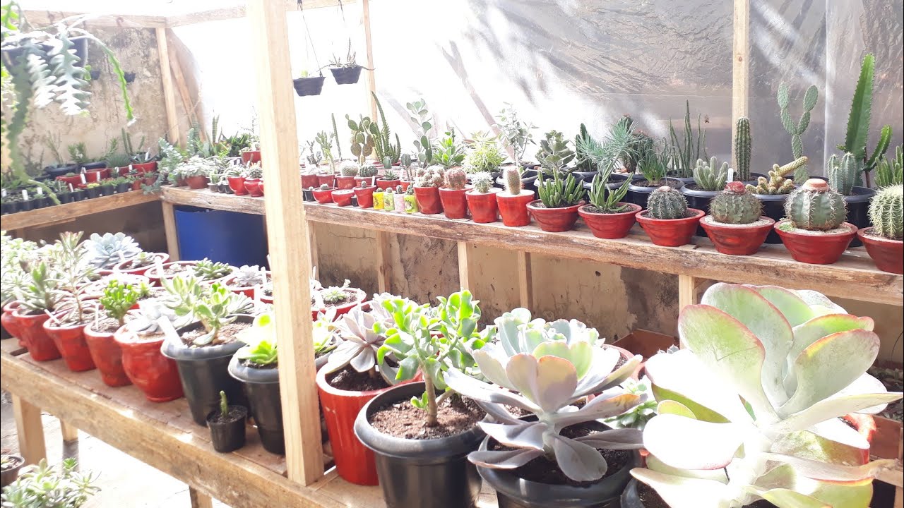 Tour na minha nova  estufa de cactos e suculentas