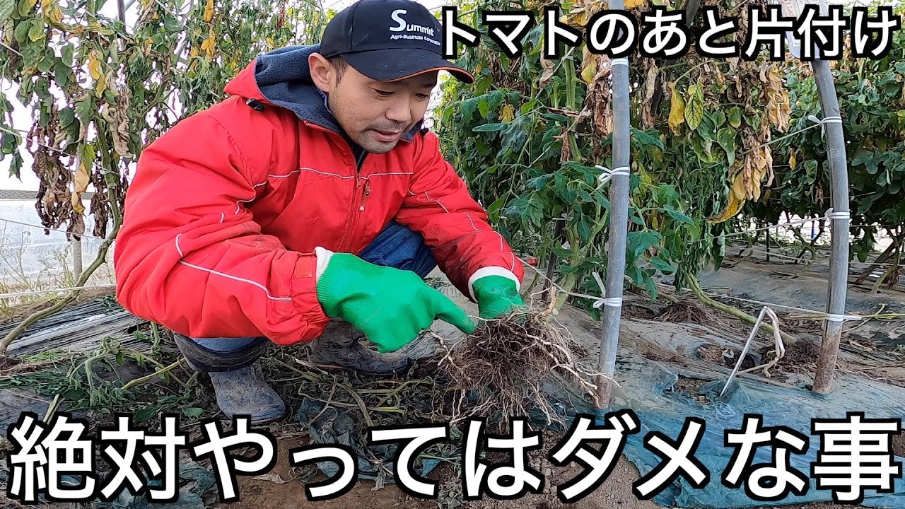 ついやってしまいがち。トマトの後片付けでやってはいけないポイントの解説と根っこの状態を確認して来年の栽培につなげよう！