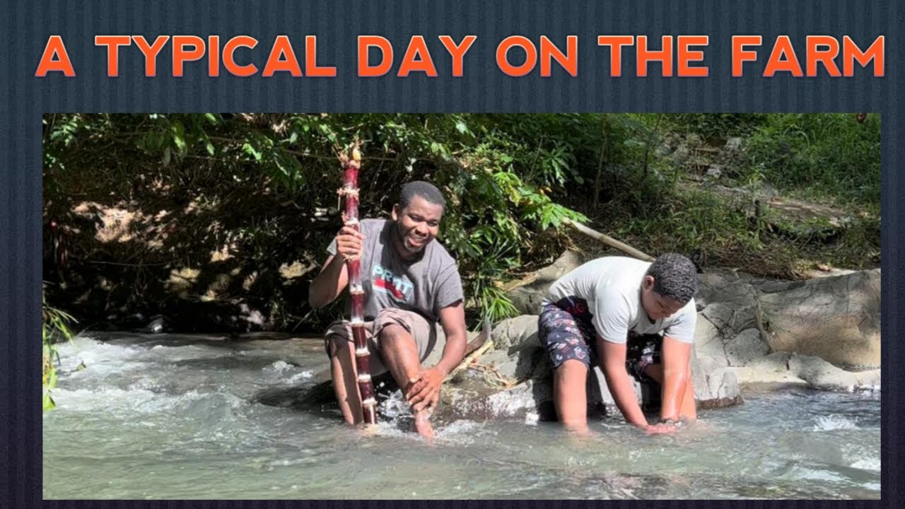 Episode 2: A Typical Day At Sierra Farms (Grenada 🇬🇩)