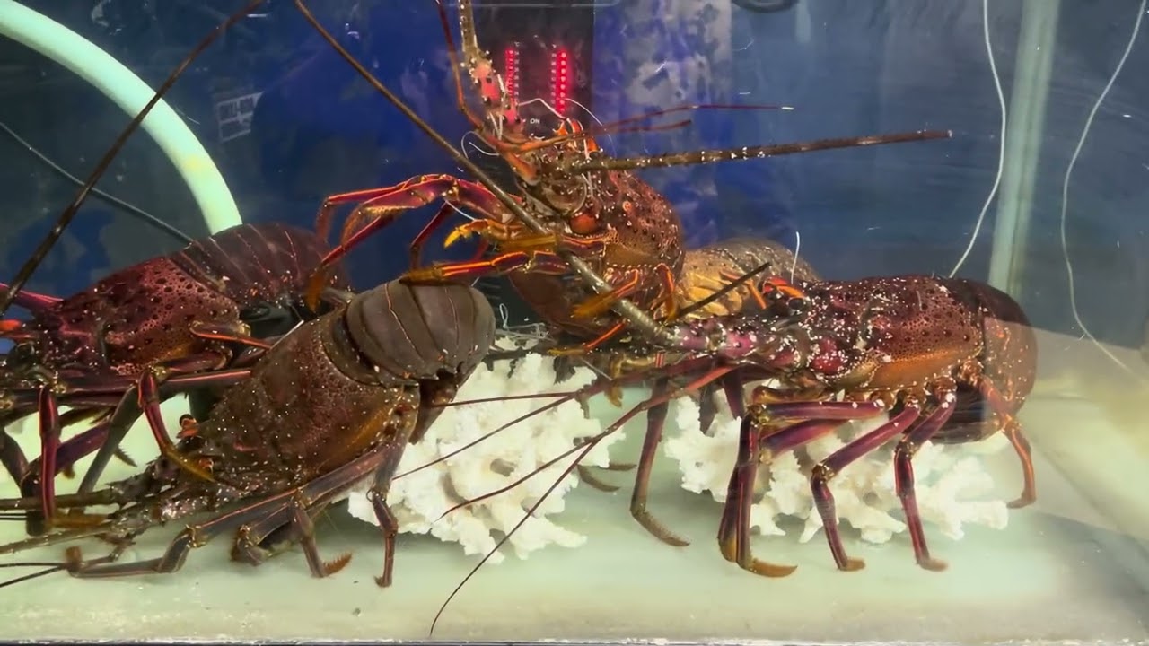 クエ釣り師の隠れ家🦞OGU-LANDに伊勢海老到着🦞Grouper fisherman’s hideaway