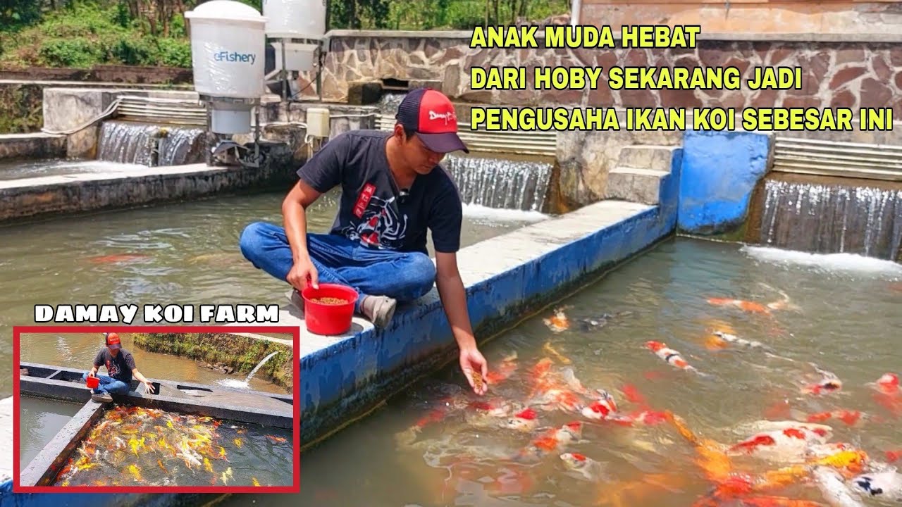 ANAK MUDA HEBAT, DARI HOBY SEKARANG JADI PENGUSAHA IKAN KOI SEBESAR INI
